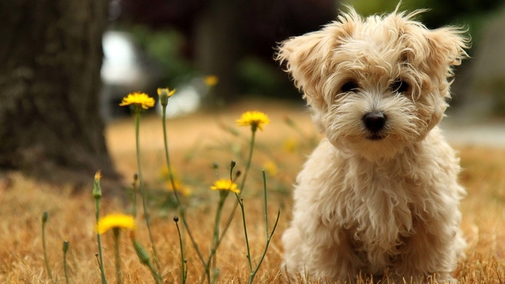 Curly dog