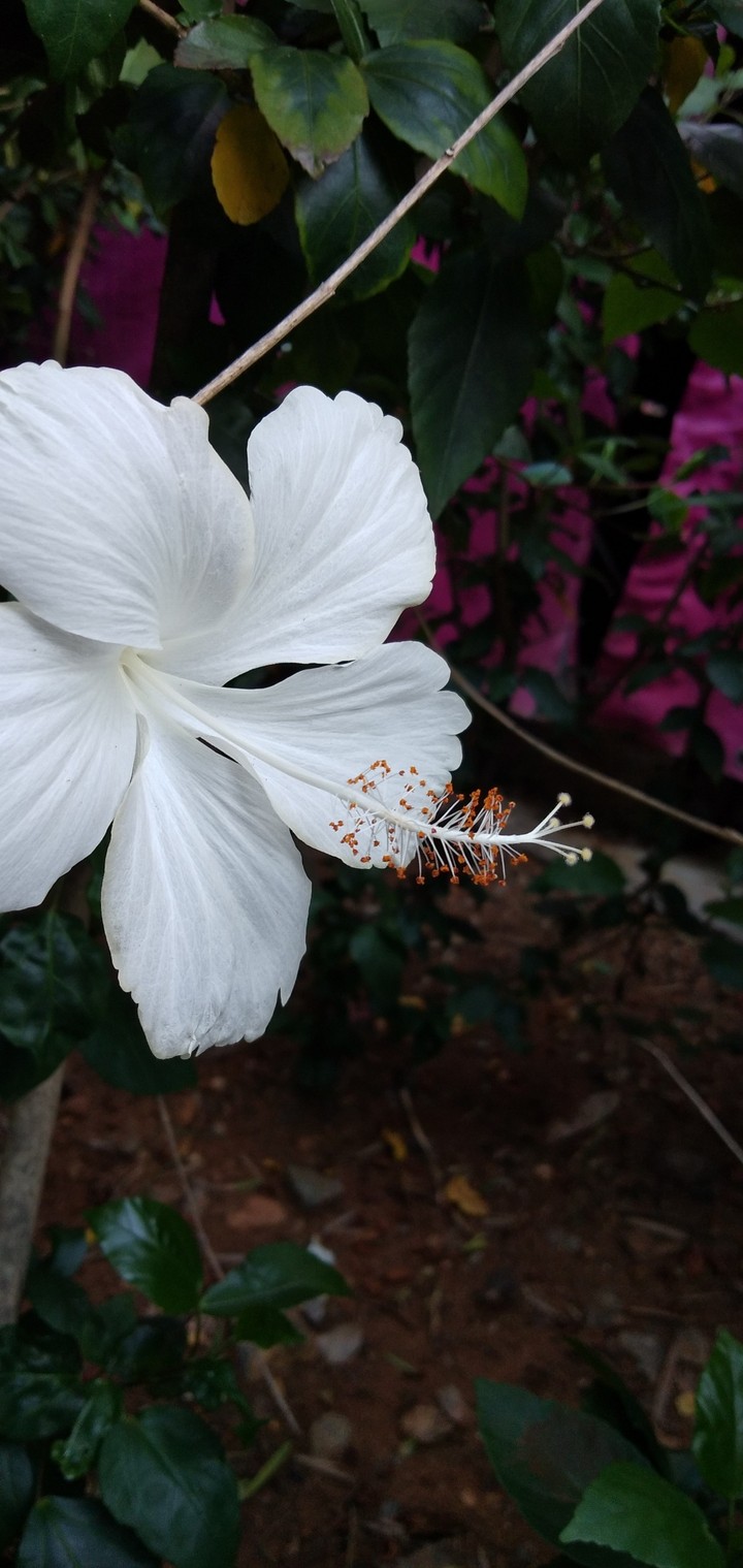 Nature' Gift