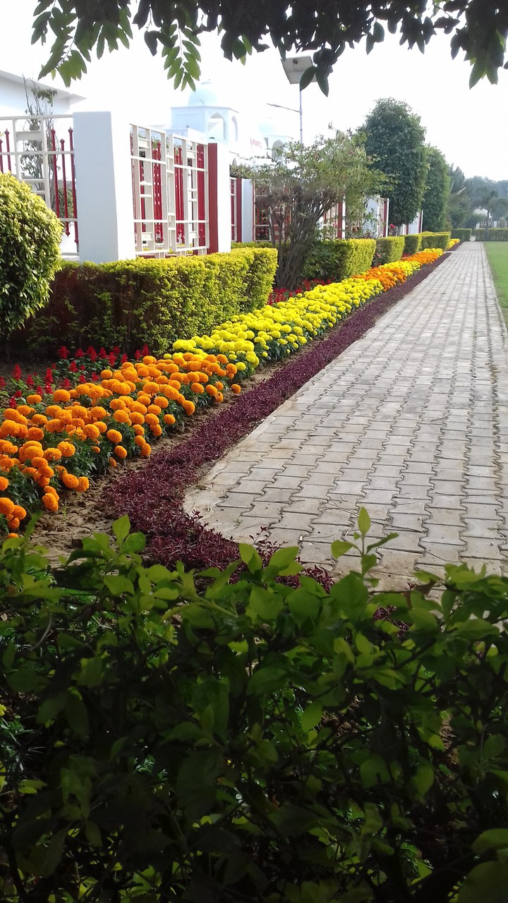 beautiful garden