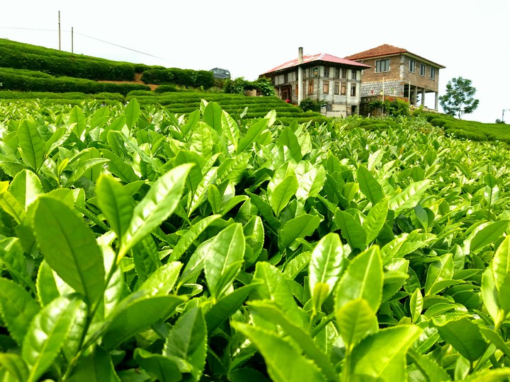 Tea Field