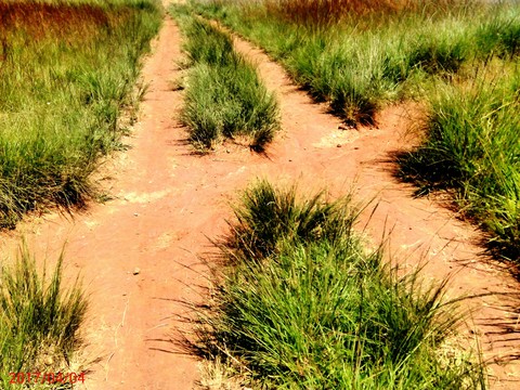 Cross road!