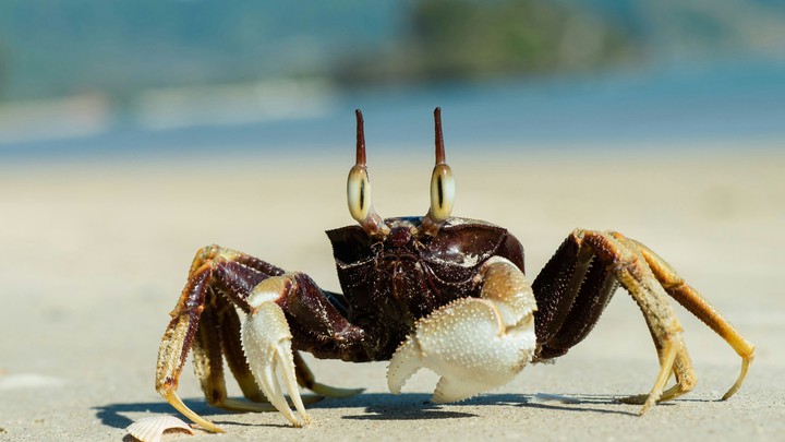 Ghost crab