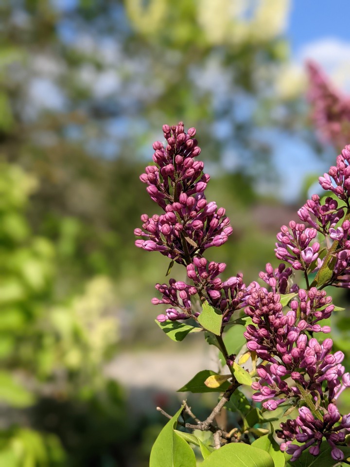 May 2021 Heather