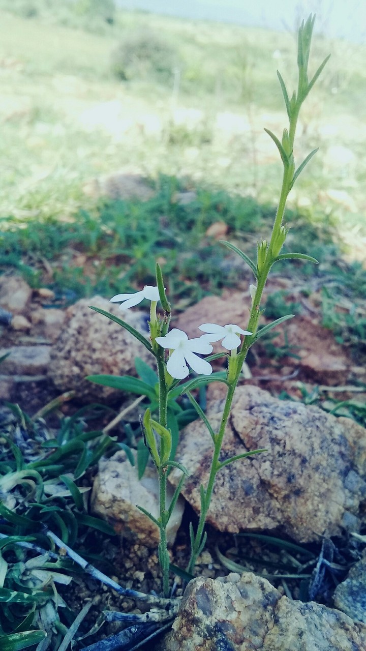 white flower
