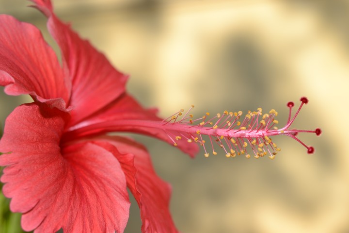 close-up