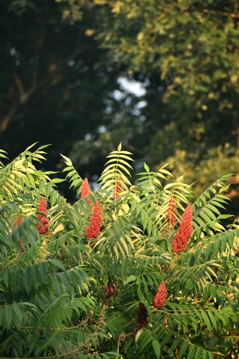 Summer Plants