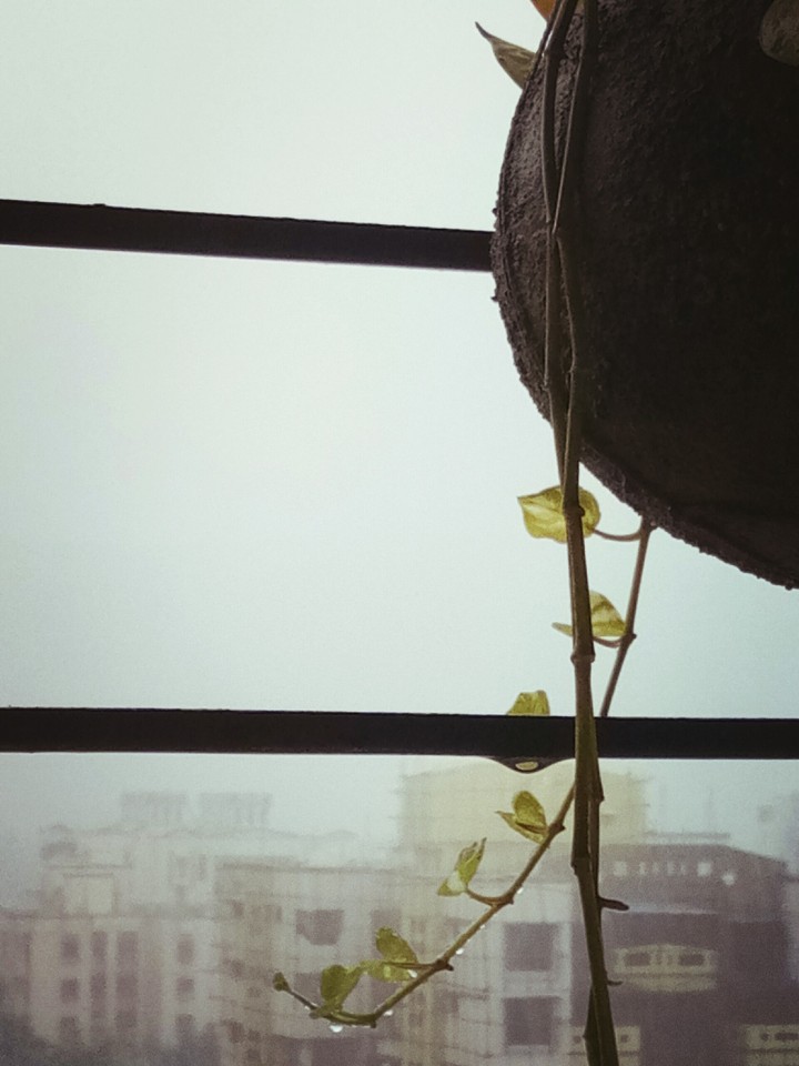 the raindrop