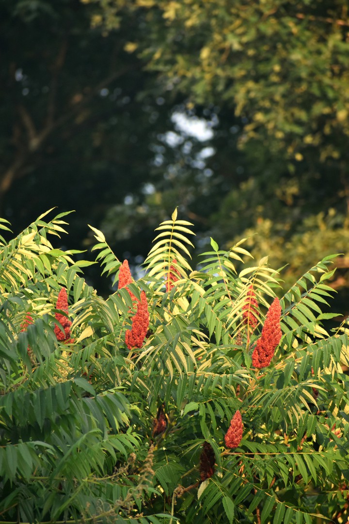 Summer Plants
