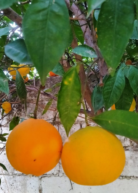 papéis de parede Citrus, Orange