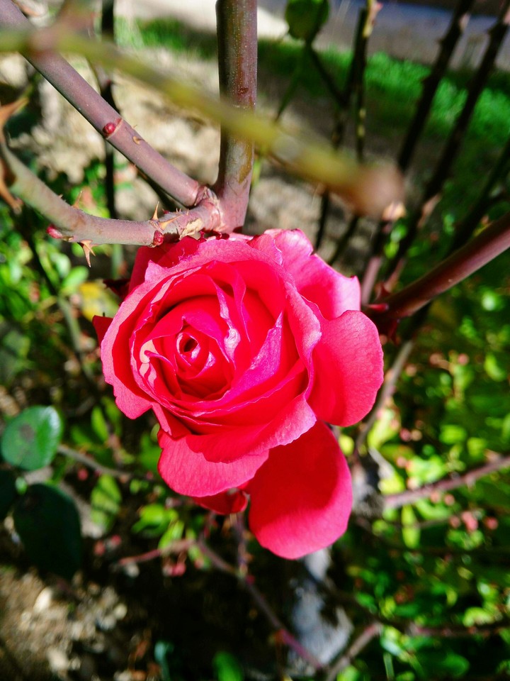 pink rose