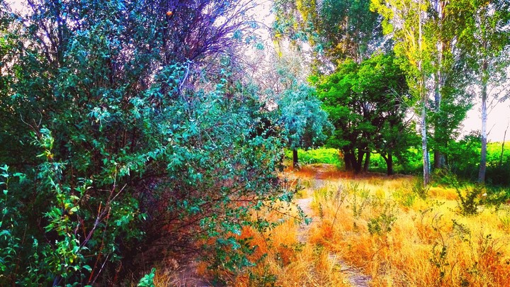 Grape Garden