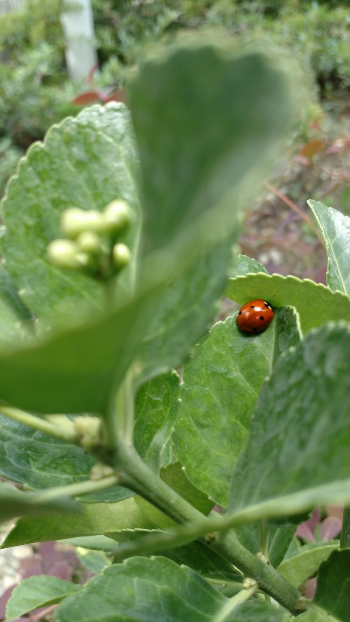 lady bird