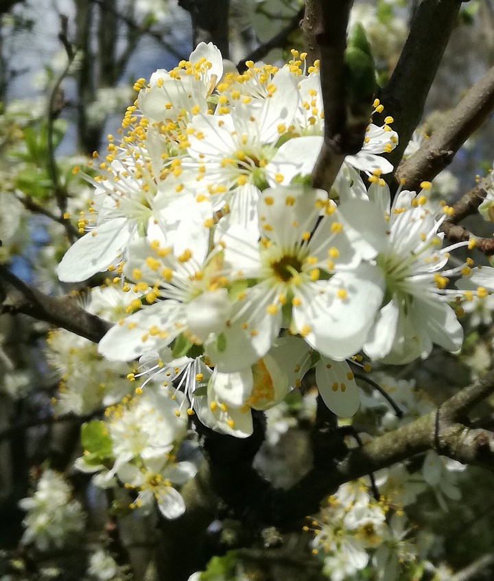 Frühling