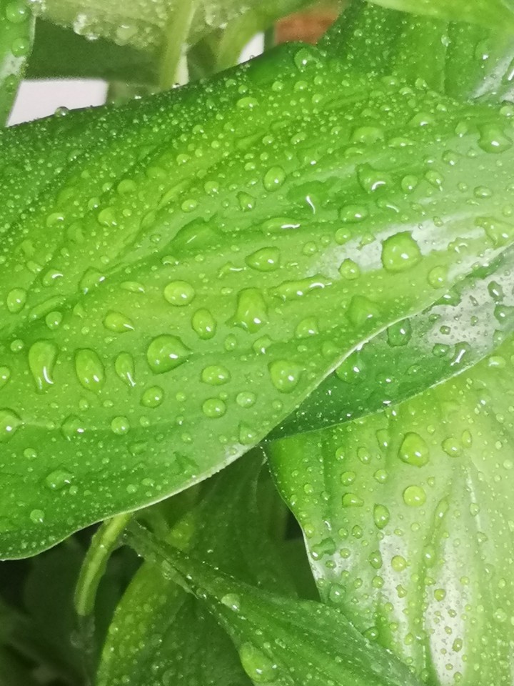 water drops on green leaves