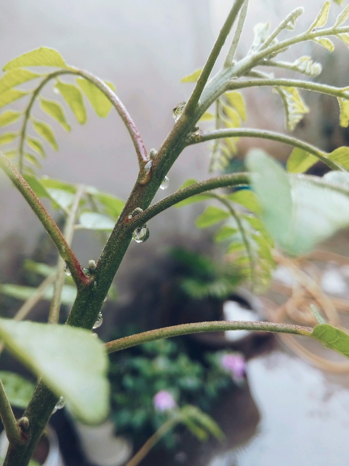 drops