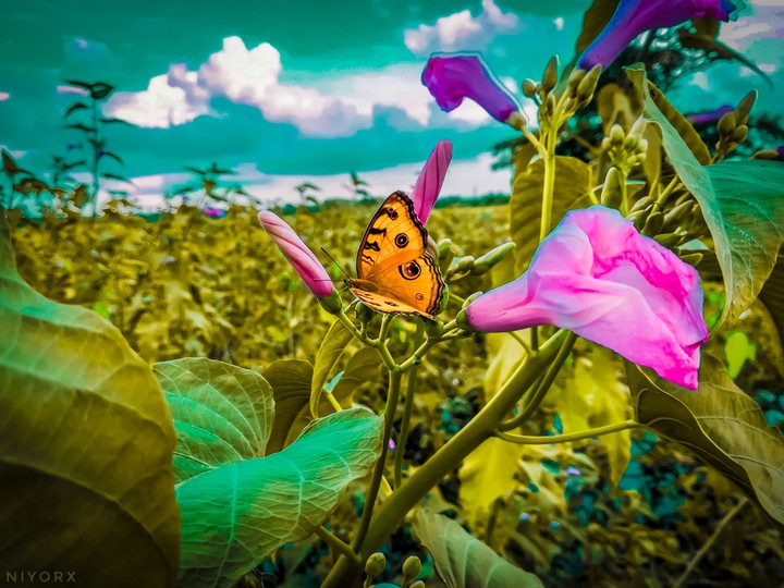 love nature