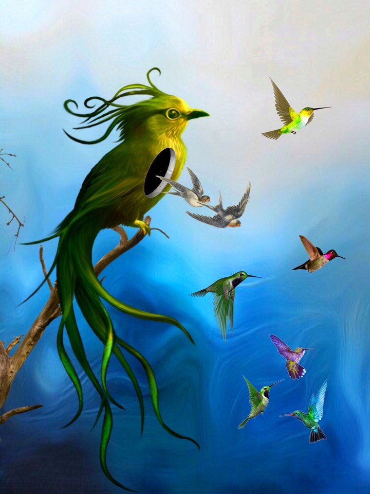 birds