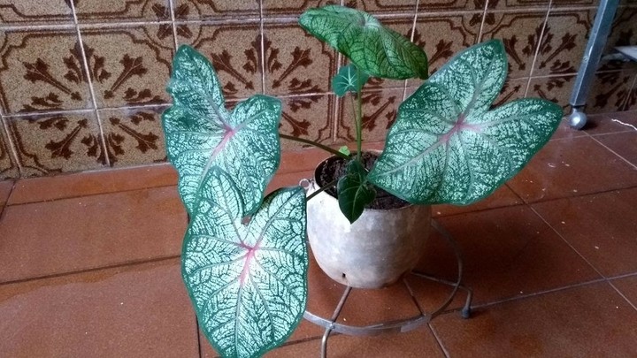 essa folhagem é de 1910,passou pir muitas gerações