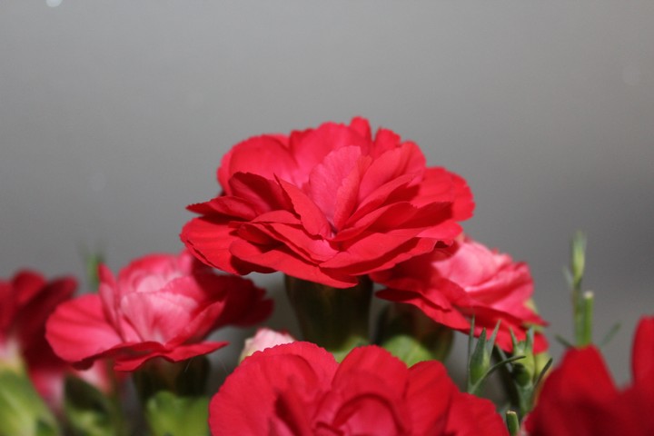 gillyflower