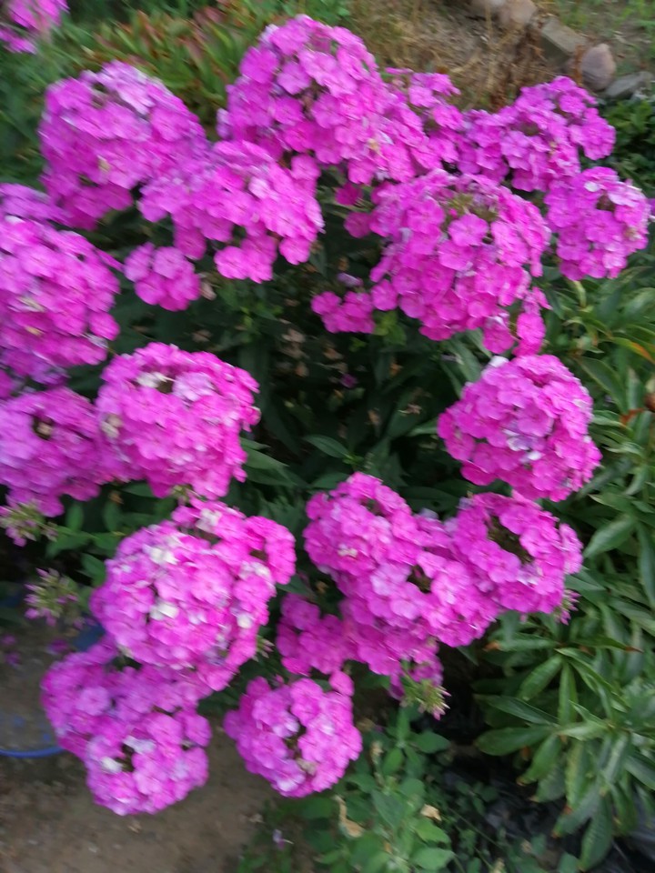 floksy