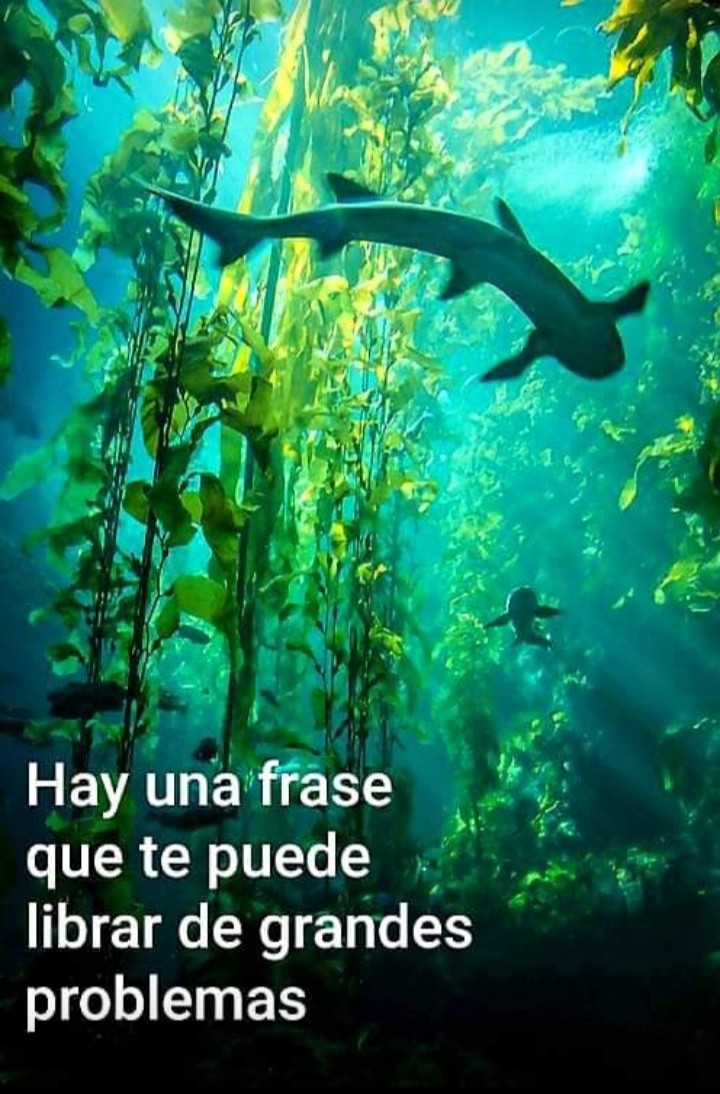 Tiburones