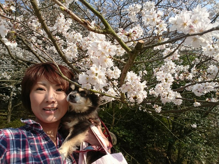 cherry blossom
