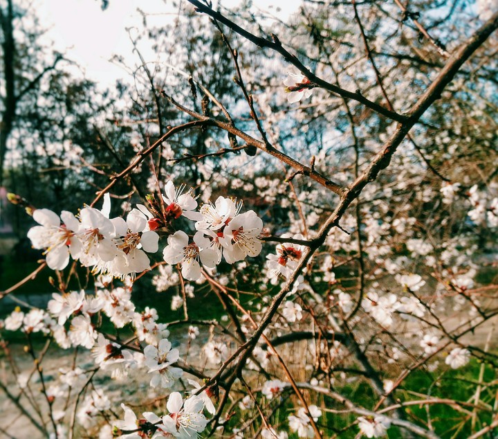 Flowers ?