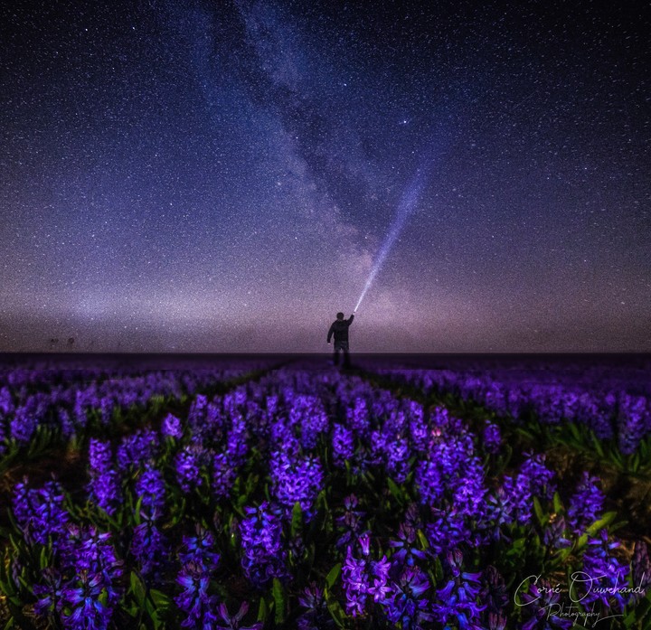 Milkyway flowers.