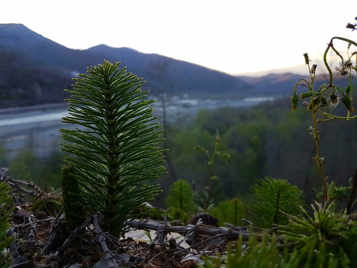 tree