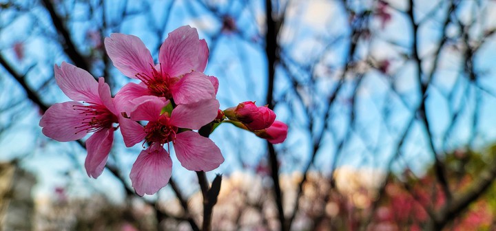sakura