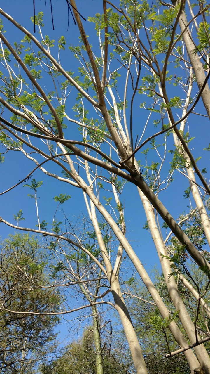Cielo Primaveral