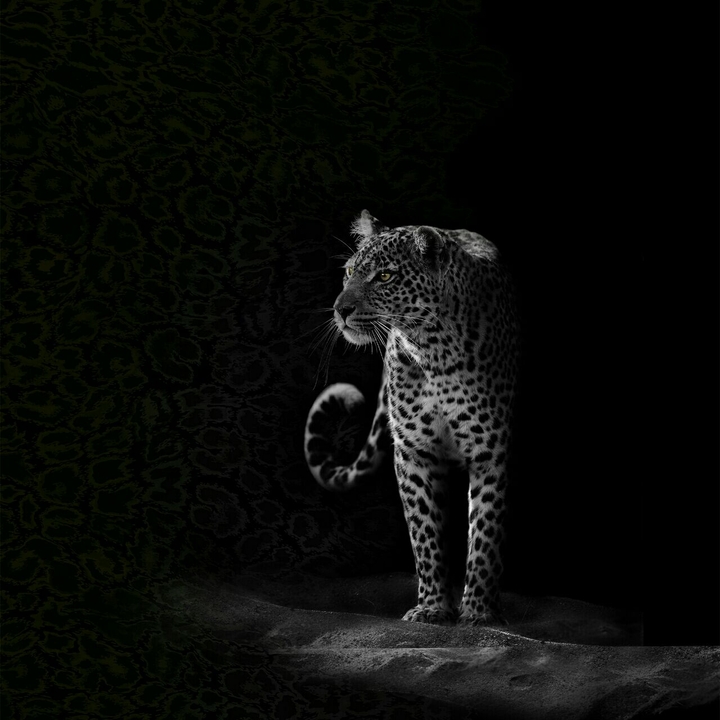 Tiere