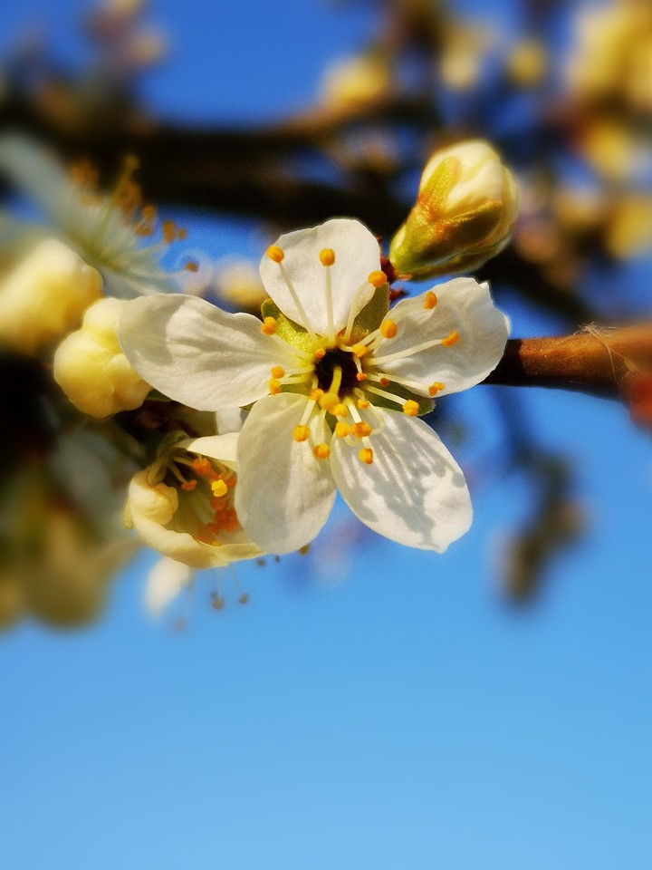 Schlehenblüten