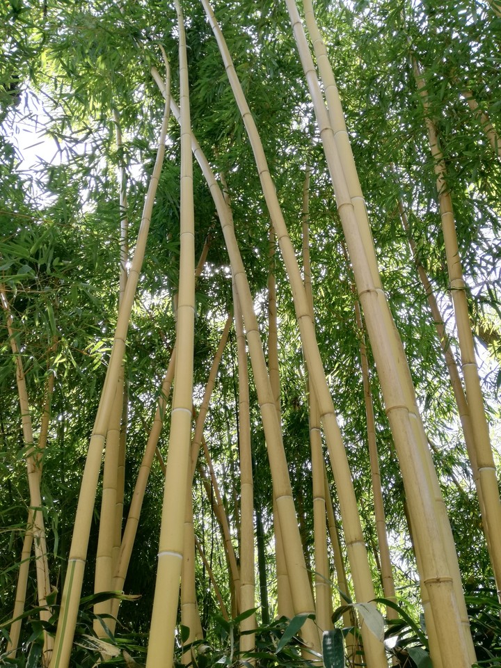 bambus tree
