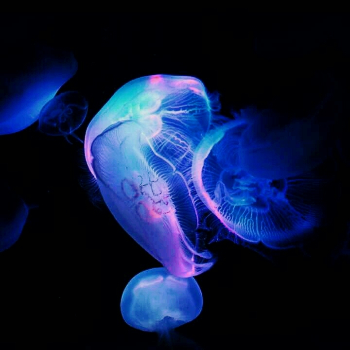 jelly fish