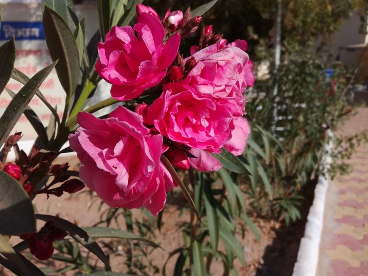 flower