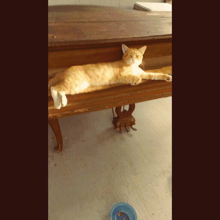 I am the caretaker of four young cats.