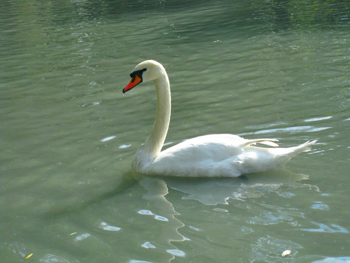 swan