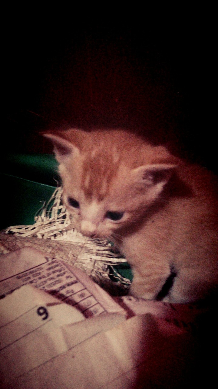 my brown one#anastasia