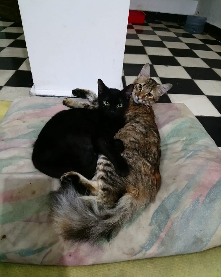 friends2