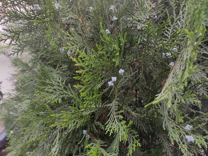 Plant