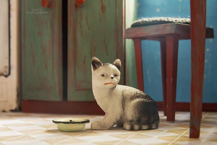cat