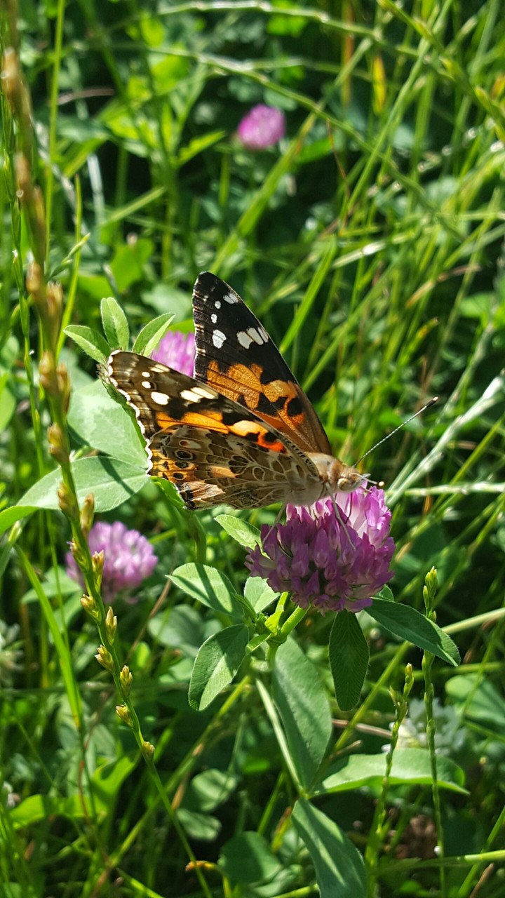Butterfly.