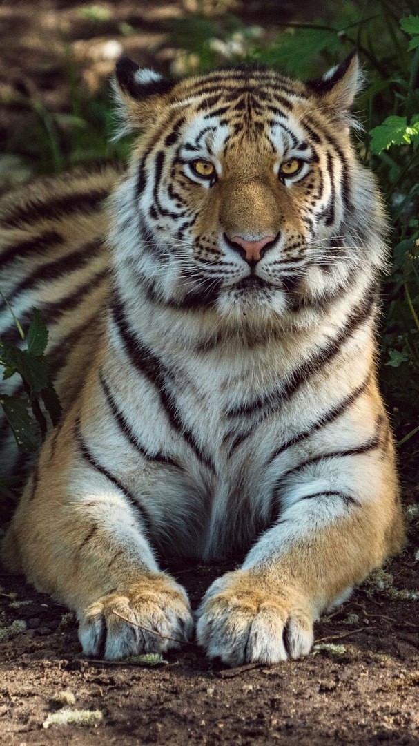 tigr