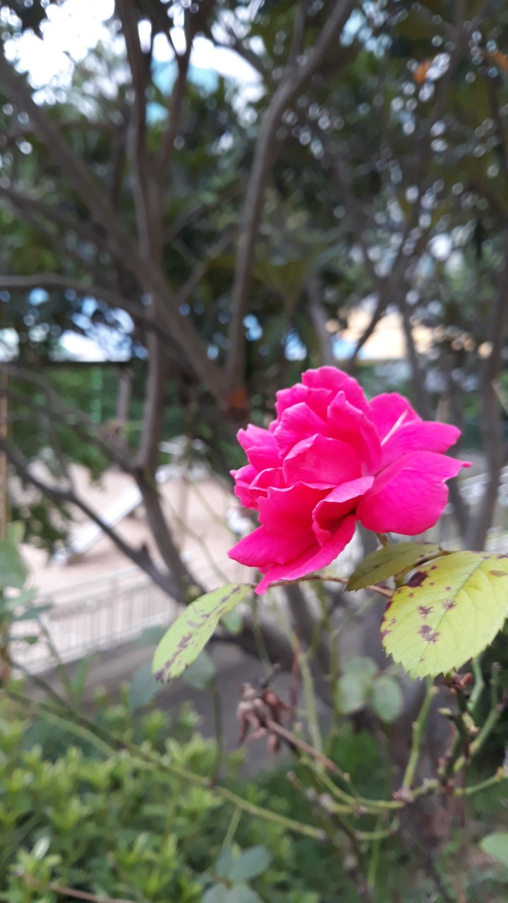 학교 장미