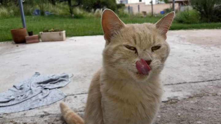 Lindo gatito