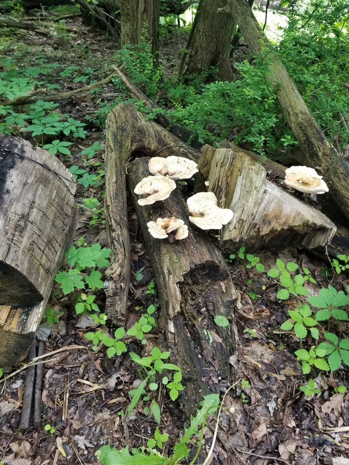 mushrooms