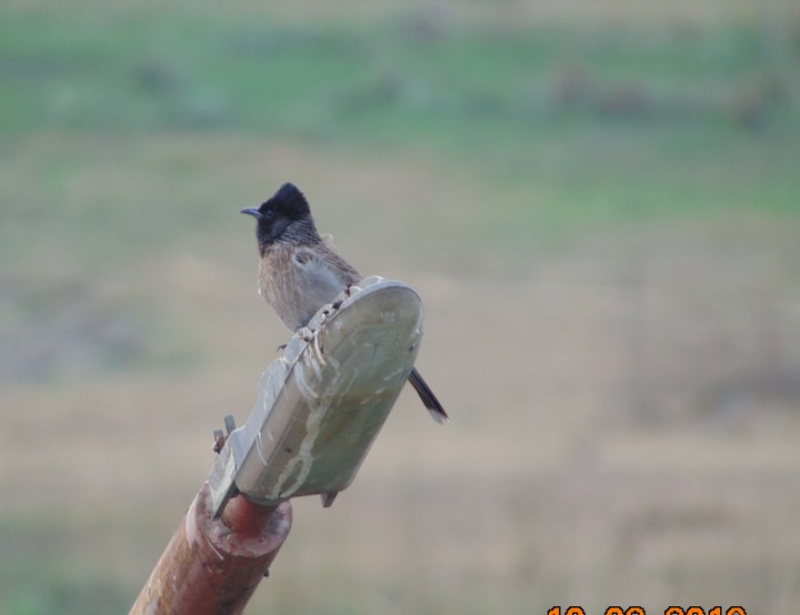 birdss