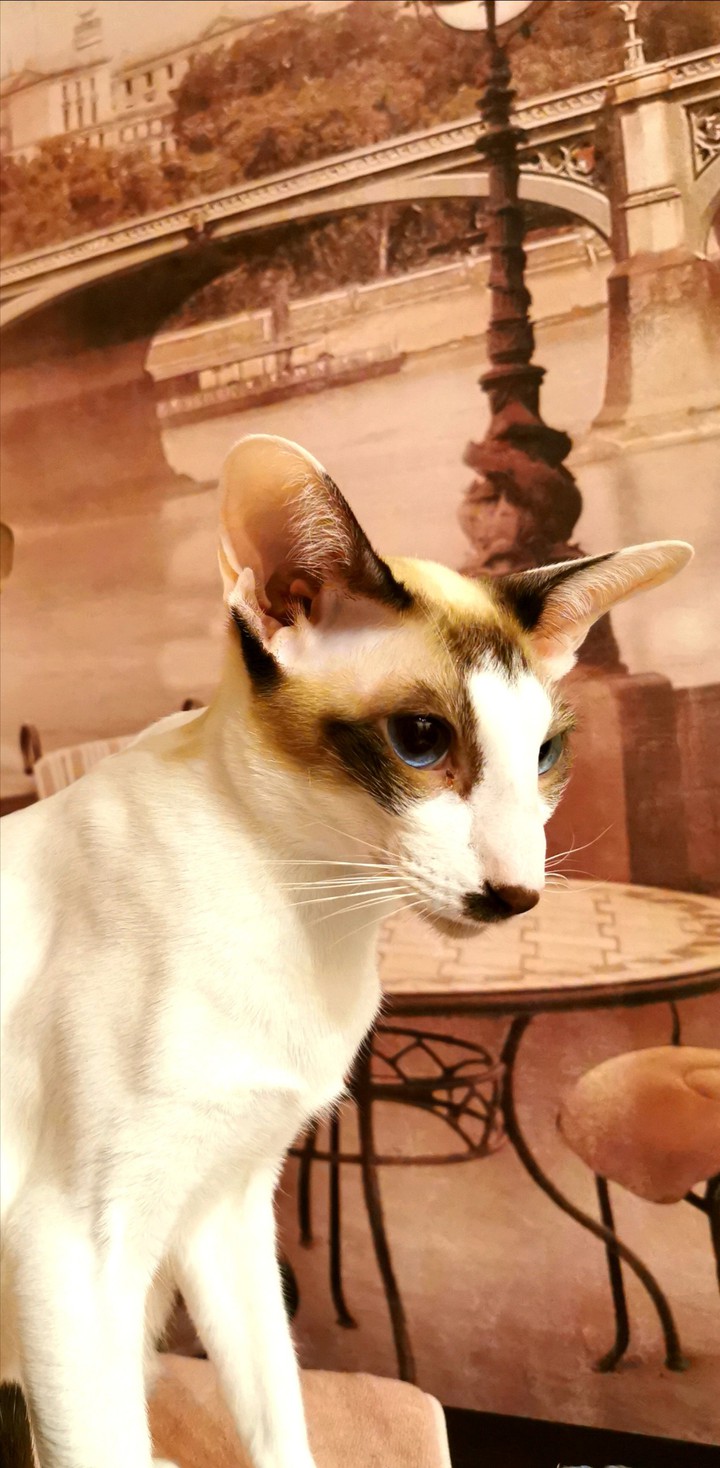 cat