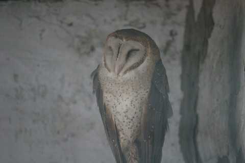 Owl